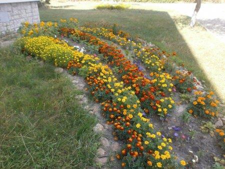 КОЛЕГІУМ У КВІТКОВОМУ РОЗМАЮ