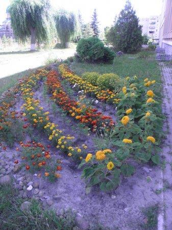 КОЛЕГІУМ У КВІТКОВОМУ РОЗМАЮ