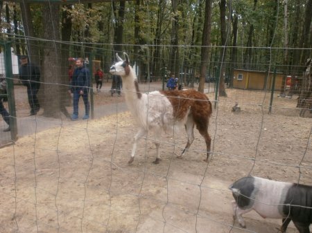 Перемога в конкурсі-гранті живих куточків