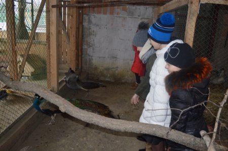 Заняття гуртка «Юний орнітолог»