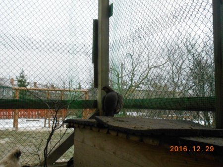 Фото птахів