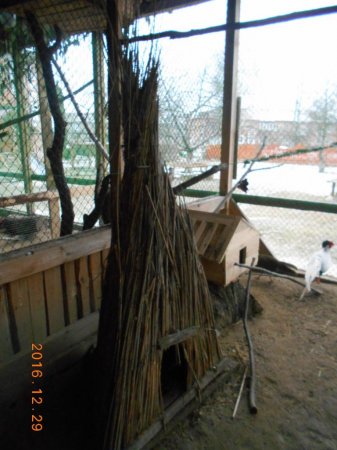 Фото птахів