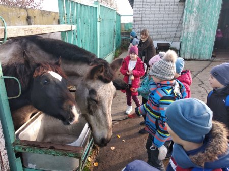 #HealthySchools Екскурсія на кінну спортивну базу