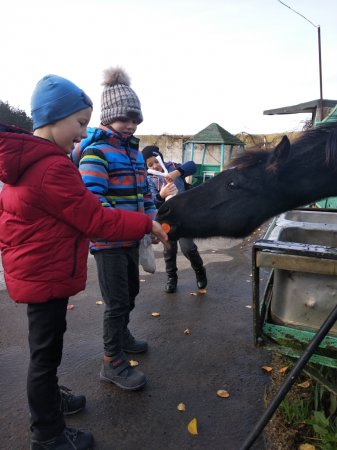 #HelsthySchools Екскурсія до кінної спортивної бази