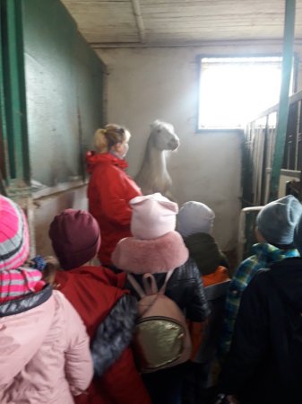 #HelsthySchools Екскурсія до кінної спортивної бази