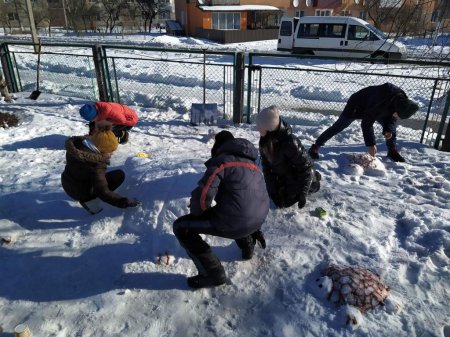 Шкільні будні та фестиваль снігу