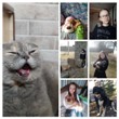 Тварини, які рятують нас від війни