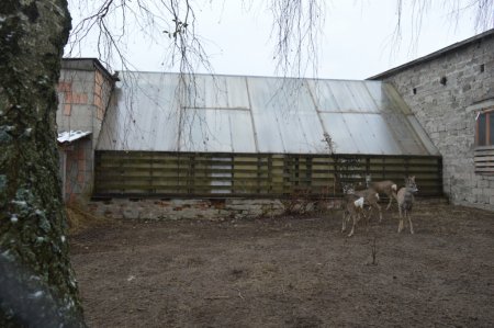 "Поповнення у міні-зоопарку" 