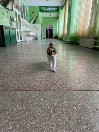 Кіт-вундеркінд