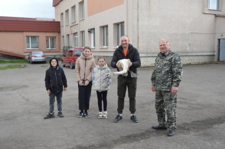 Порятунок лебедя