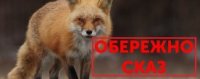 На Рівненщині буде проводитись пероральна імунізація диких м’ясоїдних тварин проти сказу На Рівненщині буде проводитись пероральна імунізація диких м’ясоїдних тварин проти сказу