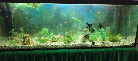 Відновлено акваріум для спостереження та дослідження