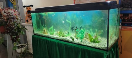 Відновлено акваріум для спостереження та дослідження