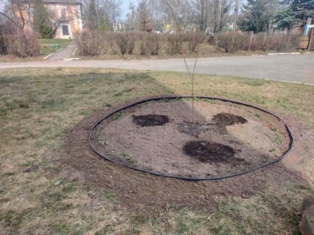 Озеленення території ліцею