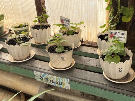 Теплиця ліцею — простір досліджень і натхнення